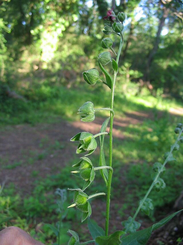 Cynoglossum officinale e Cynoglossum sp.